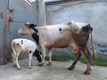 inək satşı: 15 litir süd verir 3 qarına doğub 25 gündü doğub balası dişdi — 6