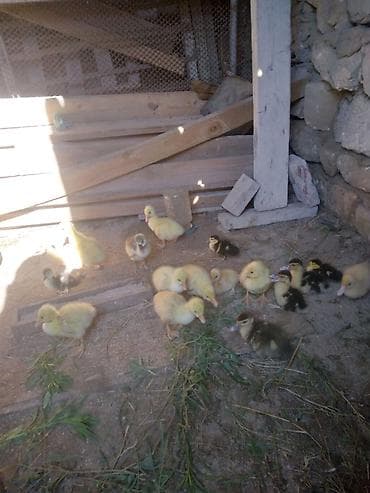 hind quslari: Satılır: ördək və qaz balaları boyuklerde var qaz bala 8 azn lal 4 azn — 2