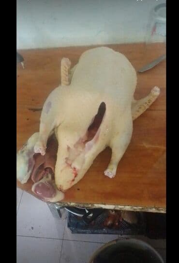 Bitkilər: Muscovy ördəyi – təmizlənmiş karkas və daxili orqanlar - Növ: Muscovy — 2