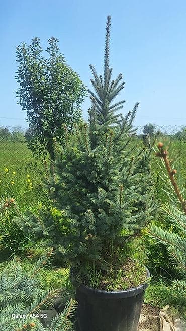 Məhsul: İynəyarpaq dekorativ ağaclar (qovaqda və torpaq kisəsində) -