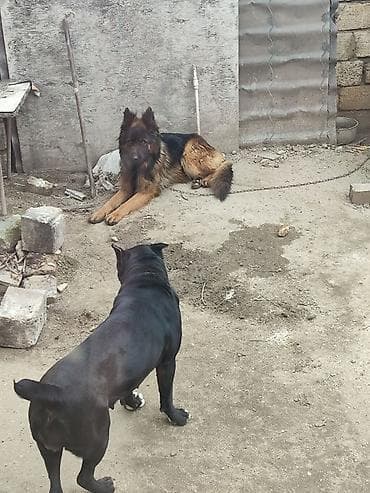 çoban iti adları: Alman çoban iti, 1 il, Erkek, Sənədli, Ünvandan götürmə, Pulsuz çatdırılma, Ödənişli çatdırılma — 6