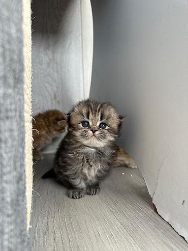 ev pisik: Şotland — 2