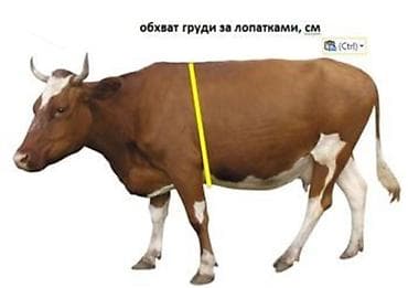 Птицы: Mal-qaranın diri çəkisini təyin etmək üçün lent satıram. Müəyyənlik — 2