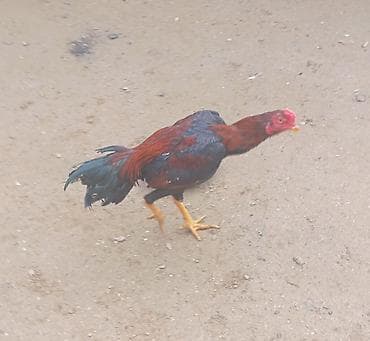 Dovşanlar: Salam. Güclü cins həyrati becələr satılır. Fərqli cinslərdi fərqli — 6