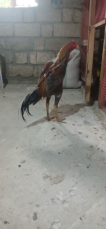 собака бу: Xoruz, Heyratı, il: <1 — 2