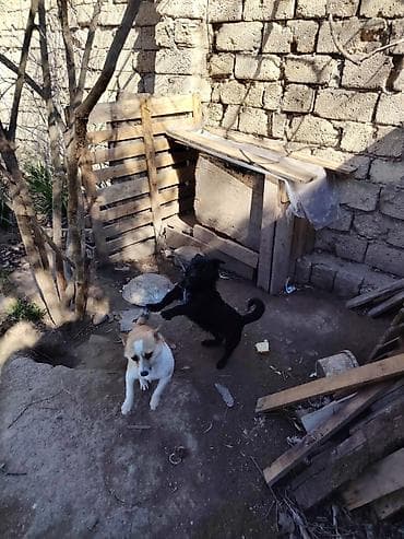 coban iti satisi: Ağ və qara rəngli iki it açıq havada oynayır. Ağ rəngli it daha sakit — 1