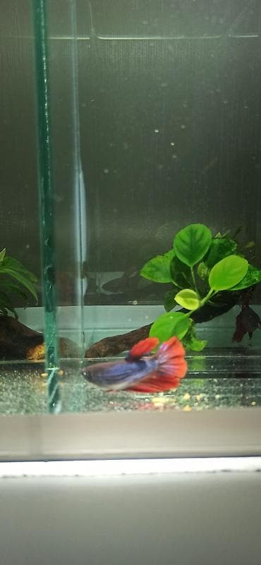 bala kirpi: Betta (Petuşok balığı), Yırtıcı — 4