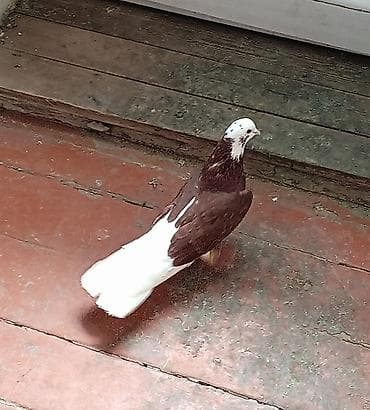 Heyvanlar üçün mallar: Babayevisqi erkeydi qiymət sondu — 2