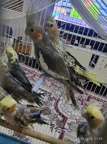 xaski it sekilleri: 2 ay yarımliq və 1 ay yarimliq karella balalarıdi.Tam sağlamidilar 8 — 1