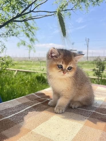 британская шиншилла баку: Британская, Самка — 2