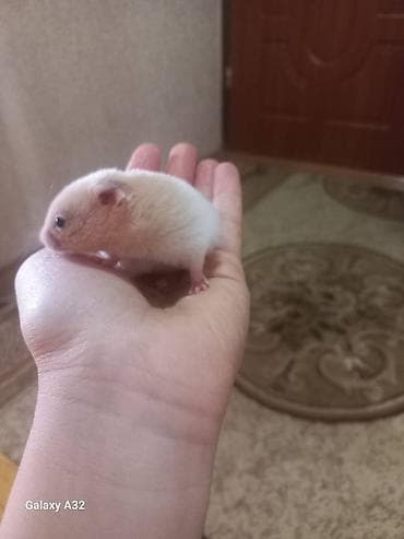 it adlari oglan: Xamyaklar erkek dişi 5azn — 3