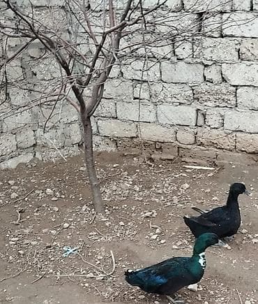 tap.az it satisi: 2 ədəd ərkək dişi iksi birlikdə satılır . Təmiz kayuqadı — 2