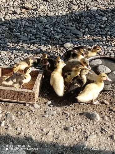 lal ördekler: Dişi, | Lal ördək, Damazlıq, Ödənişli çatdırılma — 2