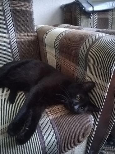 pisiyler: Qara rəngli ev pişiyi - Parlaq qara tüklü, düz tüklü pişik - Orta — 1