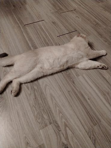 pişik yuvası: Şotland yastı qulaq, Erkək, Cütləşmə üçün — 4