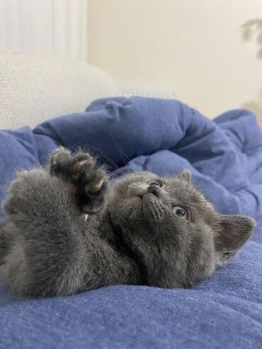 Gəmiricilər: Britan, Dişi, Yaxşı əllərə, Ödənişli çatdırılma — 2