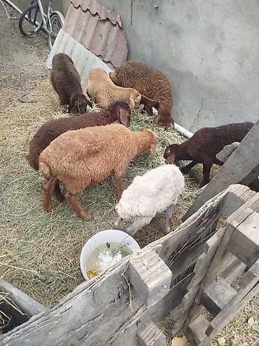 Satış üçün quzu/qoyun sürüsü - Şəkillərdə müxtəlif rəngdə (ağ — 2
