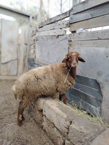 Inəklər, öküzlər: Quzular satilir — 4