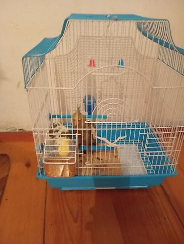 popuqay qefesi: Quş qəfəsi – aksesuarlarla birlikdə 2 dene erkek dişi karellə — 4