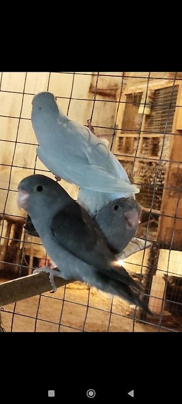 sebzi qusu: Folpus quşları dünyanın ən balaca quşları Varabınnıy papuqay Sevgi — 4