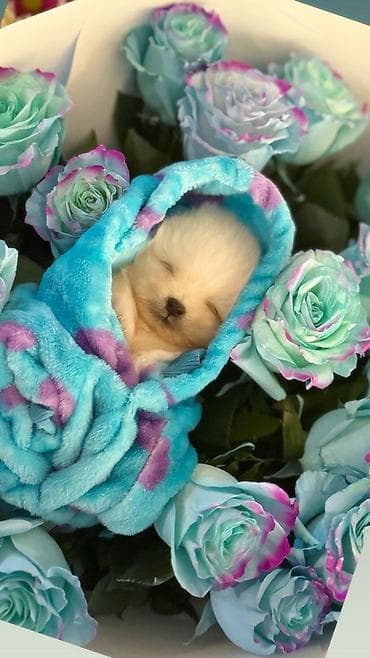 Птицы: Шпиц — 2