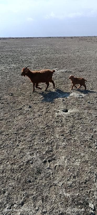 Keçilər, çəpişlər: 10 balalı keçidi 8-zi birinci ikinci qarın doğmuş keçilərdi 2-si — 2
