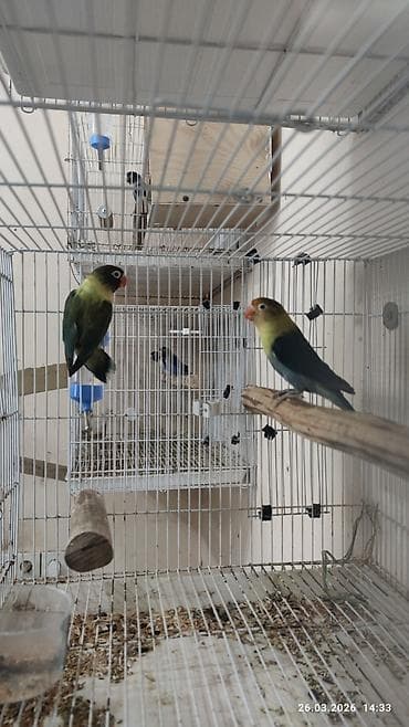 balaca quzu: PAPUQAY FİŞER ERKƏK DİŞİ.TƏK TƏK AYRI QİYMƏT CÜT AYRI QİYMƏTDİ — 3