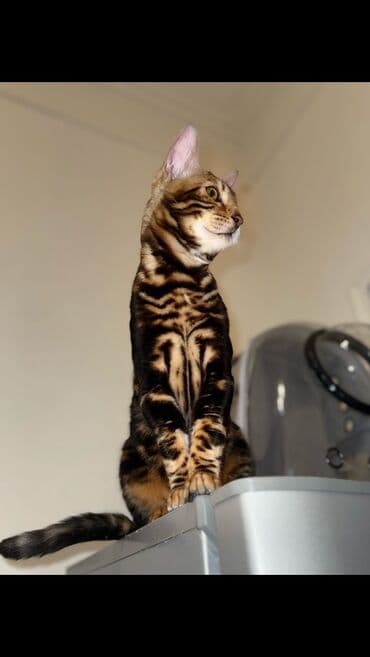 erkek pişik: Benqal, Erkək — 2