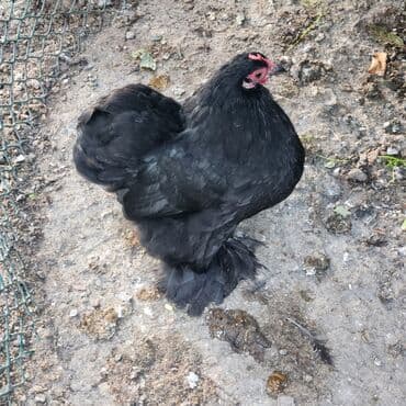 Proton: Курица, Для разведения — 1