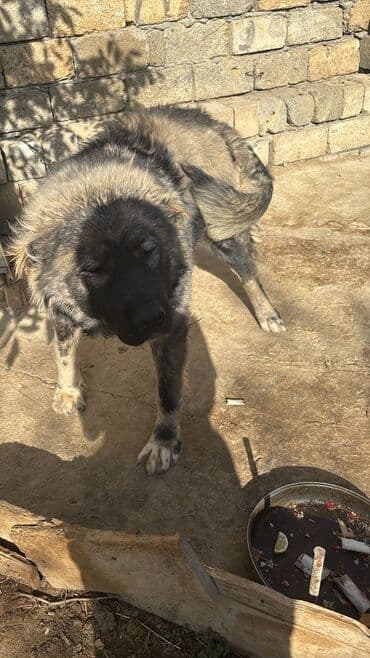 немецкие овчарки щенки купить: Qafqaz çoban iti, 9 ay, Dişi, Peyvəndli, Ünvandan götürmə — 2