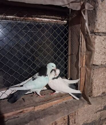 Audi: Məhsul: Qəbələli/xallı ev göyərçinləri (cütlüklər) Təsvir: - — 2