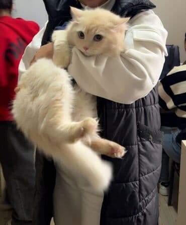 bakıda it satışı: Erkək, Yaxşı əllərə, Ünvandan götürmə, Ödənişli çatdırılma — 2