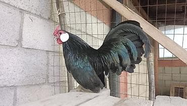 bramo toyuqlari satisi: Minorka ag qulaq yumurtası satılır yalnız — 6