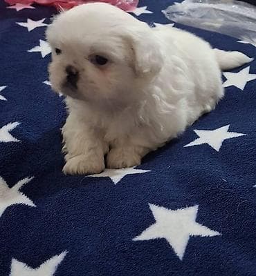 ev itleri balaca: Pekines, 1 ay, Erkek, Ünvandan götürmə — 1