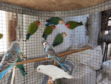 попугай ара цена: Fişer nerazlucnik ayrılmazlar maskvıy papuqayları bala verən cütlər — 9