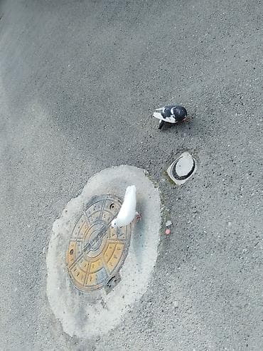 aksolotl satışı: Satılır tərcitmə quşlar 30 quş gəncə 150 manat — 2