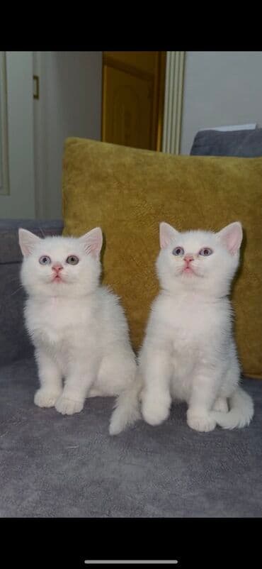 pişik şəkilləri: Şotland yastı qulaq, Erkək, Dişi, Yaxşı əllərə — 4