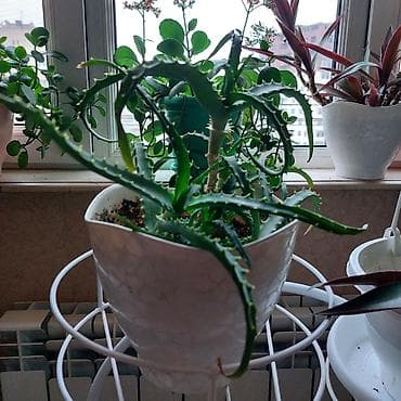 алоэ вера купить: Aloe bitkisi dibcekde satilir. 5azn — 5