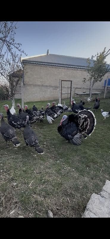Erkək, Damazlıq lalafo.az -da Erkək, Damazlıq