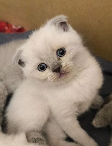 it pişik: Şotland yastı qulaq — 2