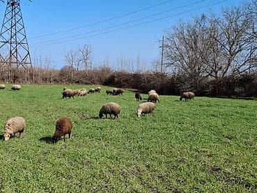 15 baş ana qoyundu satılıq.onlardan 10u balalıdı 5 denesi — 5