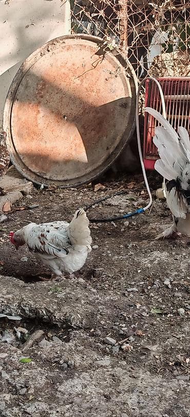 tutuquşu satışı: Yetiwkin damazliq yaponkalardi cox xirda novdu fere yumurtlayir tek — 4