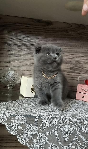 lalafo pisik: Şotland, Dişi — 1