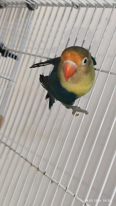 Digər heyvanlar: PAPUQAY FİŞER ERKƏK MUTASYON TÜRKİYƏDƏN GƏLMƏ QUŞLARIN BALASI CÜTƏ — 7