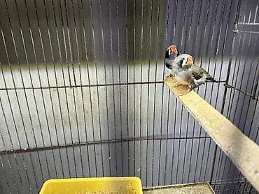 itler ucun bit dermani: Qarayanaq zebra velikan. Hazır cüt bala verən quşlardır. Qəfəslə — 2