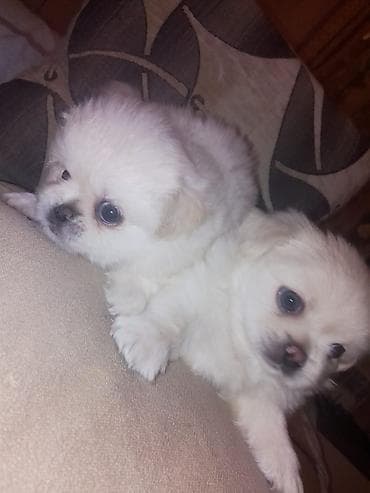 inek bala: Pekines, 1 ay, Dişi, Peyvəndli — 9