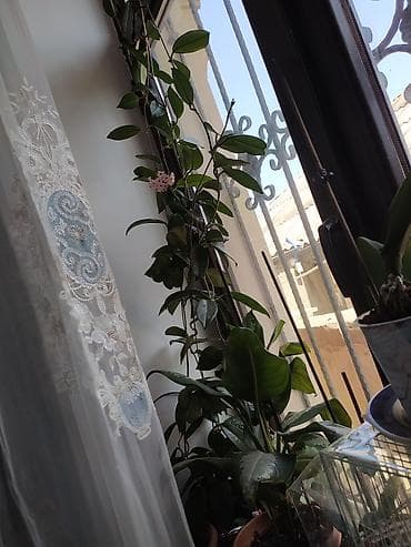 nokia yarpaq: Məhsul: Hoya carnosa (Vaksliyan/Vax gülü) – çiçəkli, sarmaşıq tipli — 6