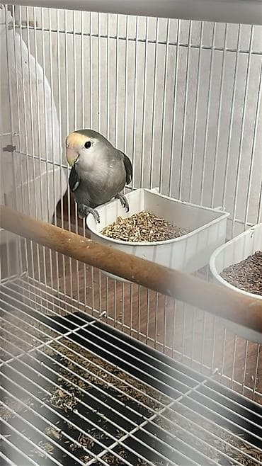 qəfes: Hazir cut neraznuclikler 1 ayliq balasi 3 ededi 120 manat — 2