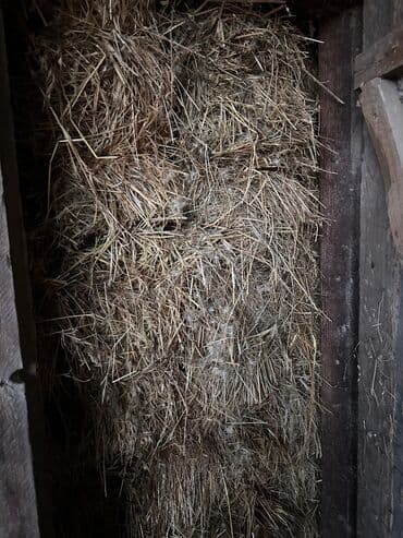 Heyvanlar üçün mallar: Salam. Yonca qarışıq ot presləridir. Bağlı yerdə saxlanılıb, göyləri — 1