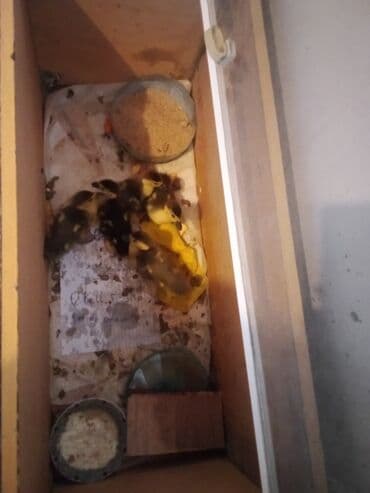 Гуси: Lal ördek balası altı manata 5 Ədəd çatdırılma mənlik) Təsvir: - — 2